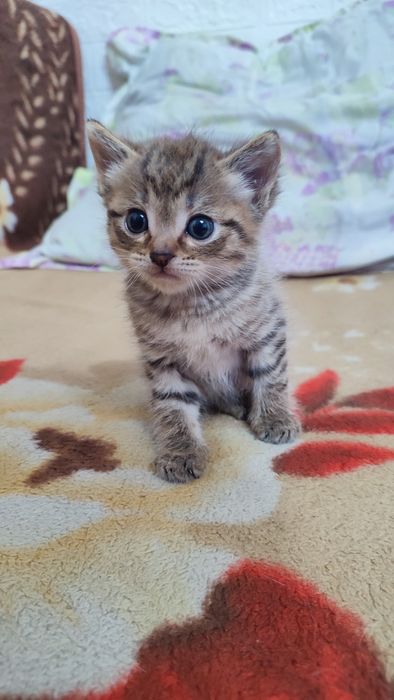 Отдам котят красивых мальчик и девочка