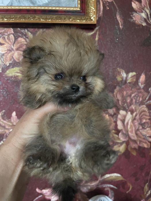 Детки шпица