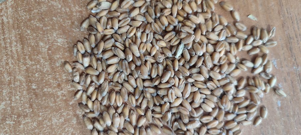 Пшеница чистая 30 кг