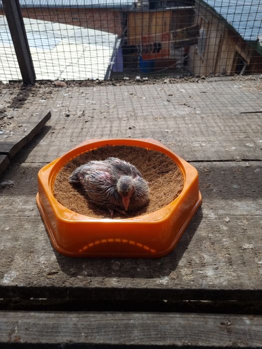 Гнёзда для голубей.