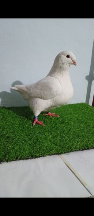 Porumbei Americani AGH