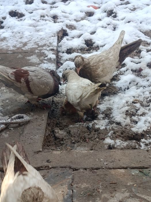 Продаю голубей недорого