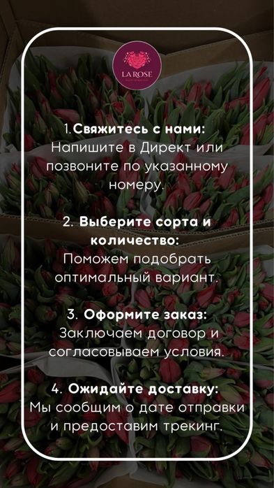 Оптовые тюльпаны напрямую из теплиц