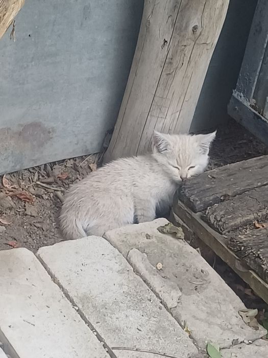 Отдадим котят в добрые руки