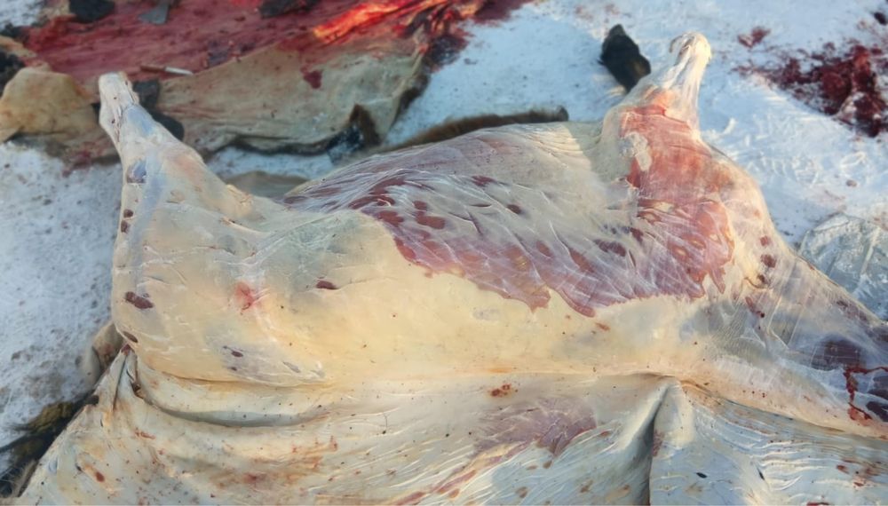 Касапшы мал соямын