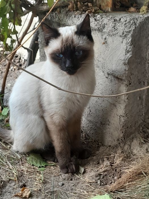 Siamiskaya nasilli mushuk sotiladi