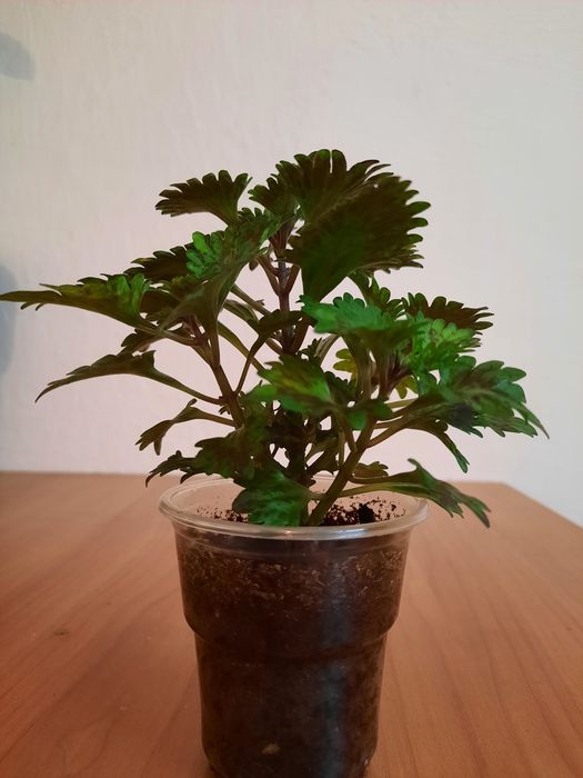 Колеус комнатный