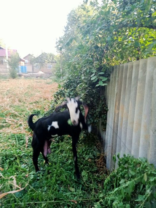 Коза Битал  300тыс