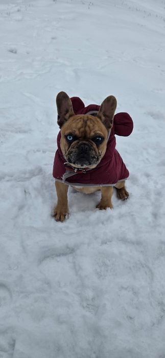 Femela Buldog Francez 6 luni