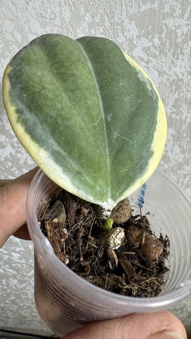 Хойя Пахиклада Альба