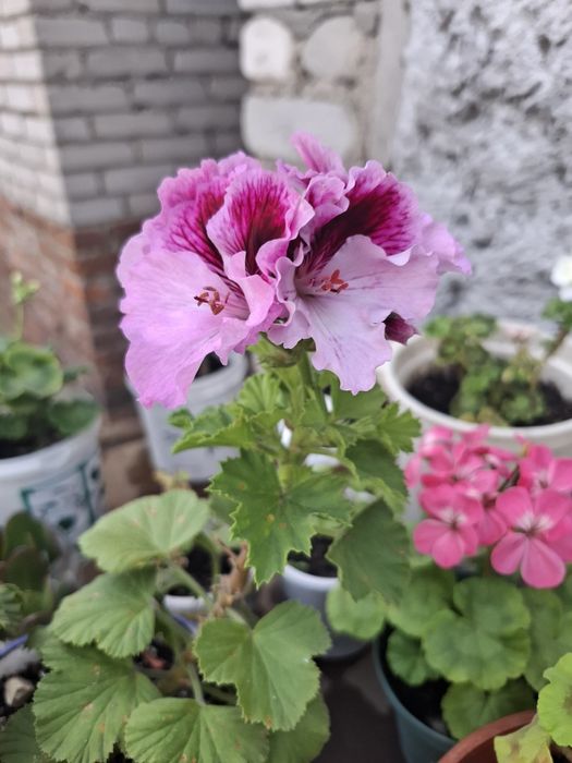 Герань цветущий разные