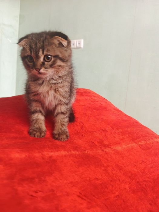 Skottish fold 3 oylik og'il bola sog'lom