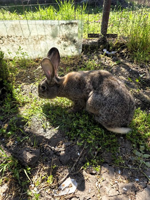 Iepurași de vanzare (marele German)