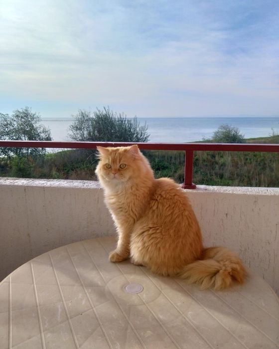 Дава се под наем Едностаен апартамент в с. Равда, Област Бургас - 48 кв.м за 35.7 € - Снимка #4