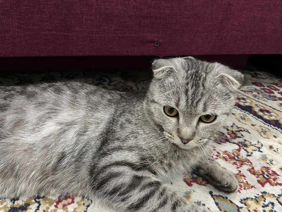 Отдам кота в добрые руки.