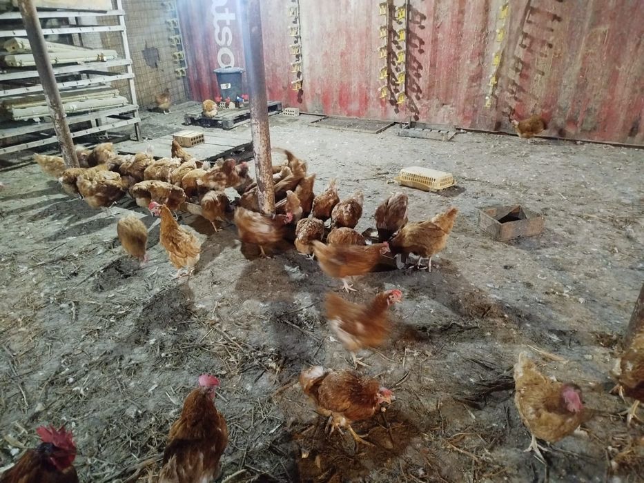 Продам кур породы Ломан Браун