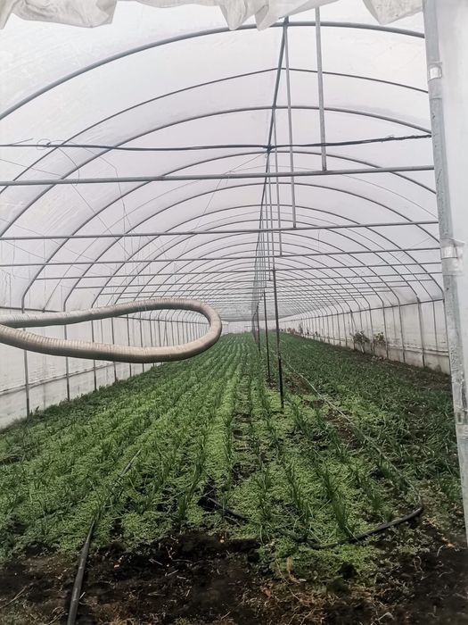 Solarii ieftine de calitate