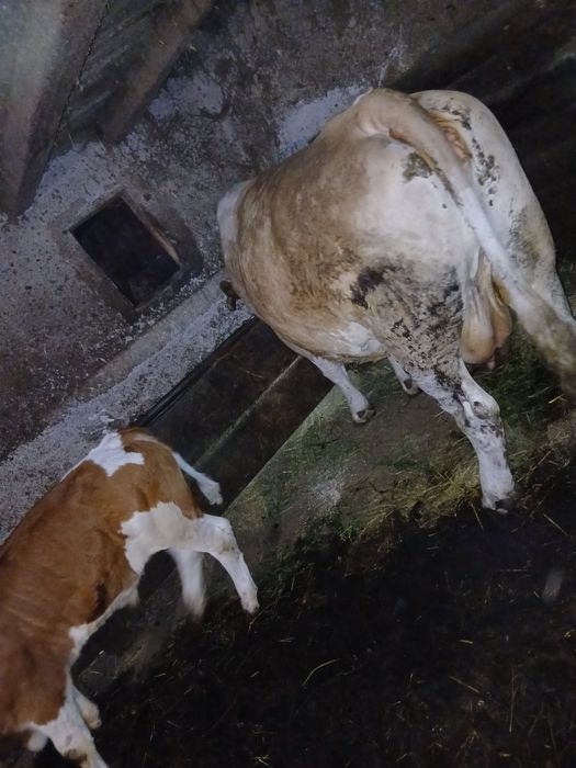 Vaca cu vitel de vanzare