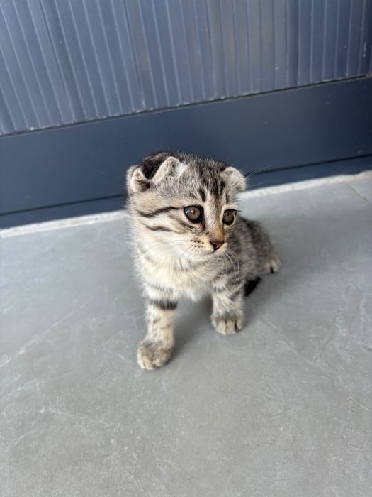 Котята вислоухие в добрые руки