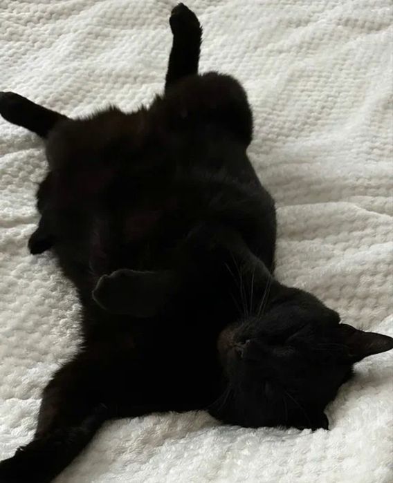 В дар котёнк 6 мес. Мальчик (Гоголя Муратбаева)