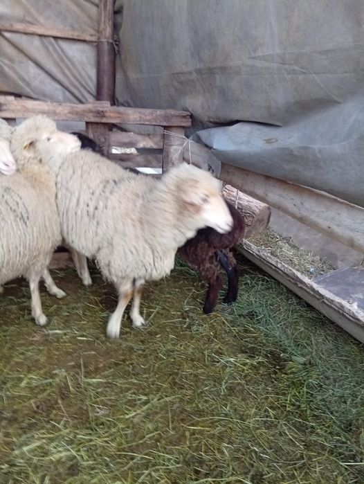 Продам баранов 3матки один баран
