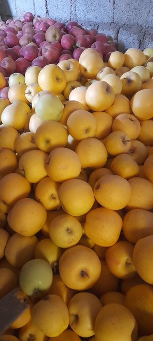 Олмалар оптом сотилади