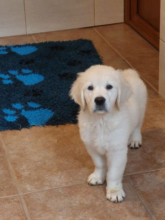 Vand catelusa de golden retriever