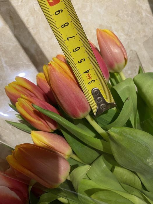 Тюльпаны оптом Астана