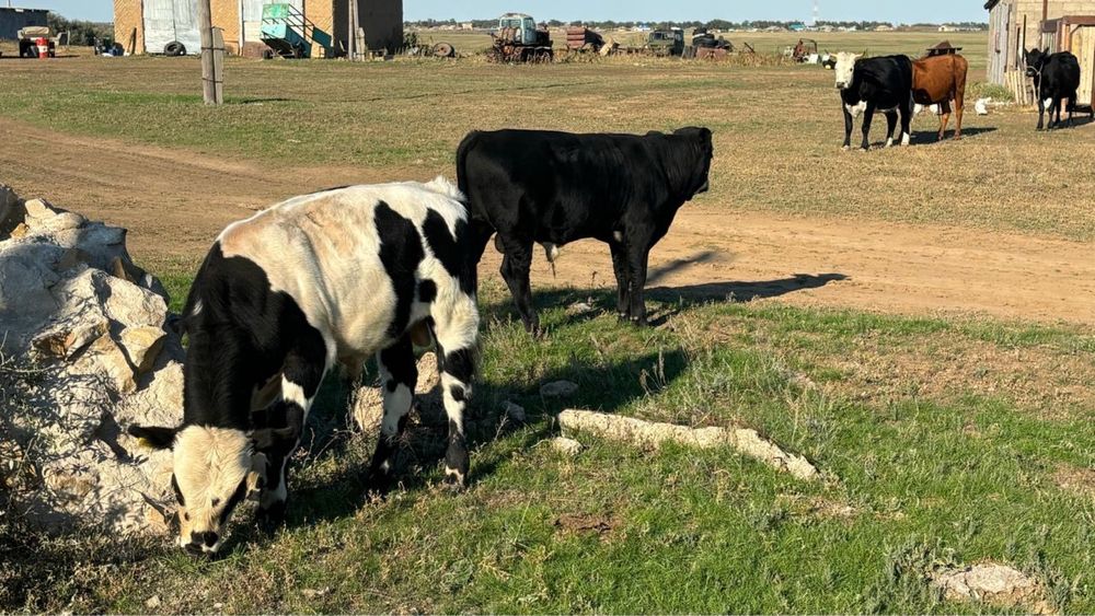 Продам телят.