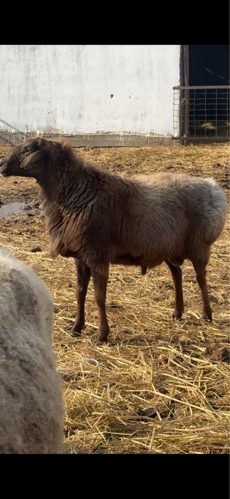 Кошкар сатылады