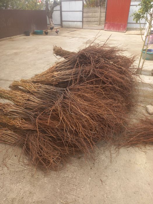 Viță de vie altoită și hibrid