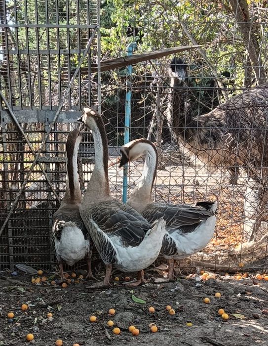 Gâște chinezești zis Lebede