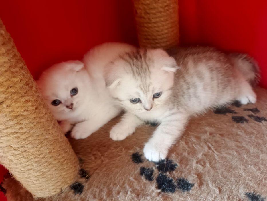 Котята шиншилла  , британцы