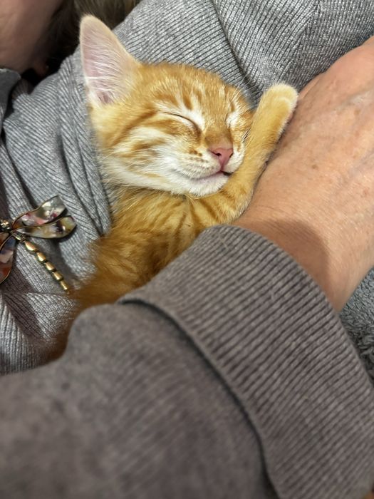 Котёнок в добрые руки. Г.Алматы