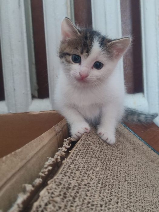 Отдам котят в добрые руки