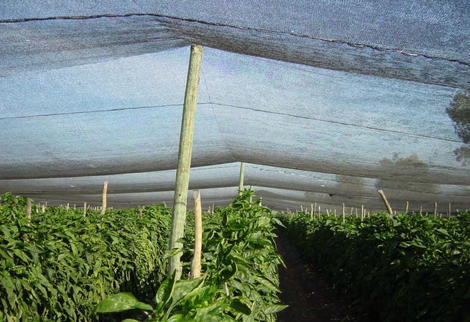 PLASA 35%-40%UMBRIRE 2x100m; 3x100m; 4x100m; 5x100m; 6x100m; 8x100m