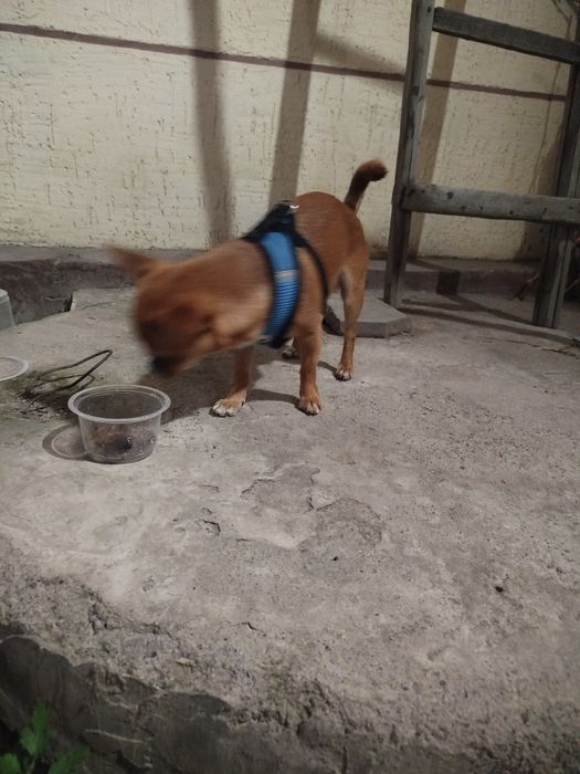 Chihahuva zoti chet eldan kelgan Erkak it