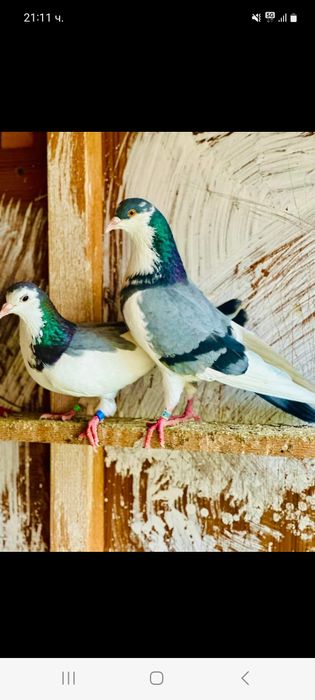 Пазарджишки високолетачи със добри.постежения.