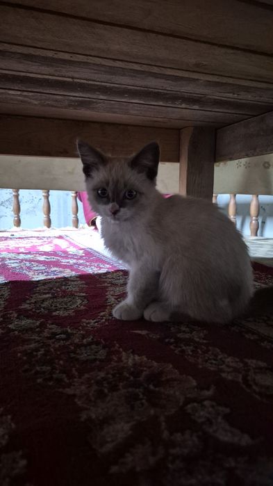 Отдам котят в хорошие руки