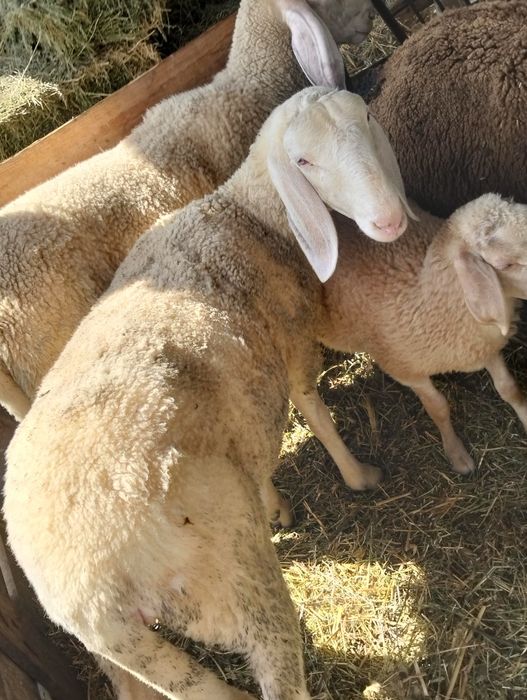 Vând mieluță și berbecuț bergamasca au peste 65 kg bucata
