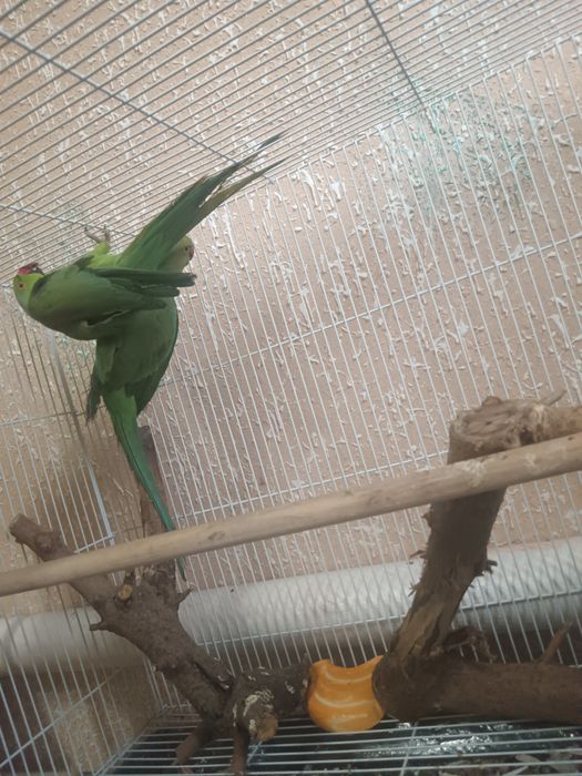 Продается пара ожереловых попугаев