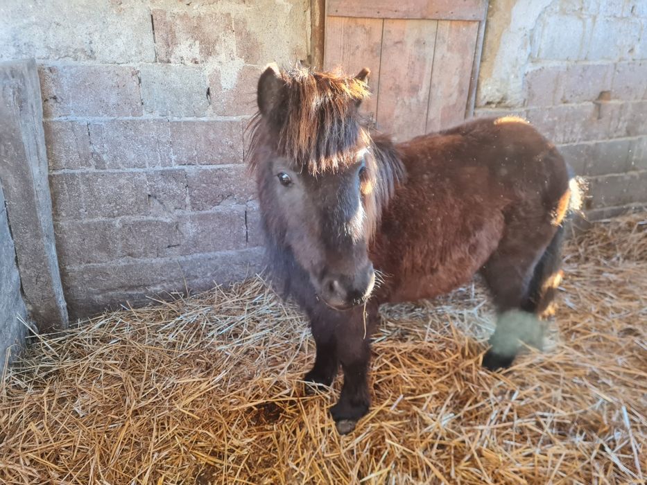 Vând/ schimb mânz ponei