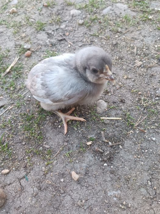 Pui araucana/ameraucana