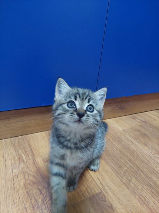 Котенок ( британка)