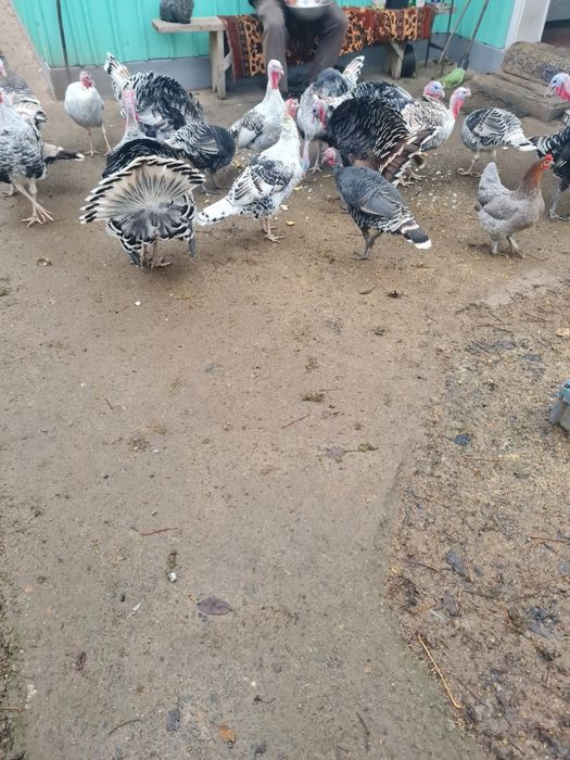 Curci și curcani de vanzare