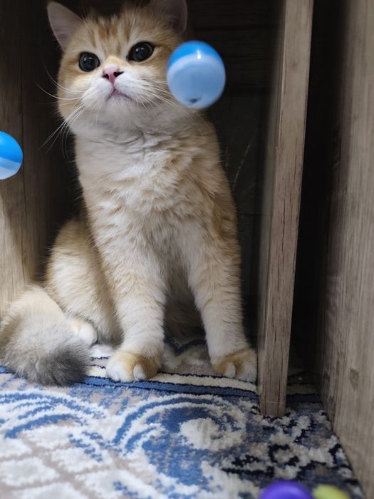 zalatoy shinshila erkak