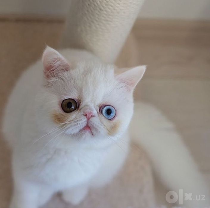 Котик экзот вязка