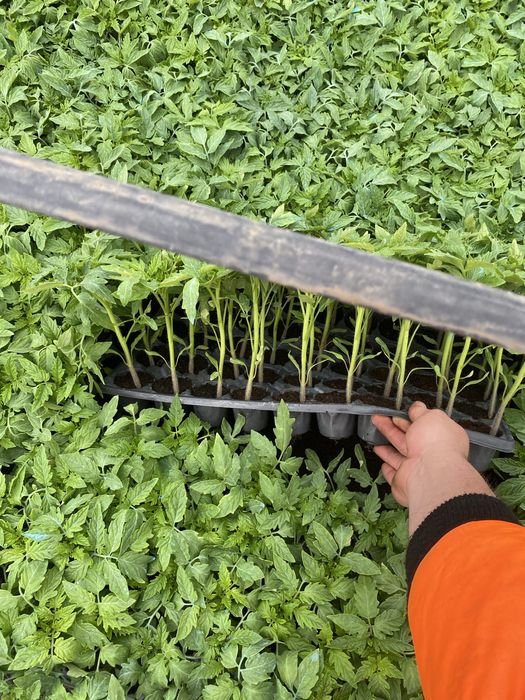 Rasad Legume  Profesionale