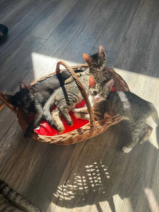 Doi puisori de pisica spre adoptie