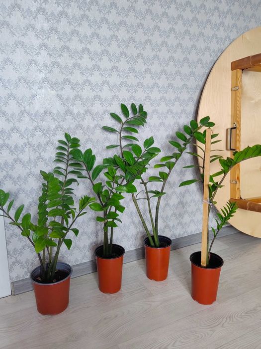 Цветы и Растения